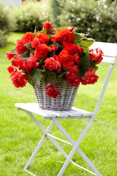 Wholesale Begonia Odorata 'Red Glory' (Ships in Spring) - Begonia | A.D.R. Bulbs