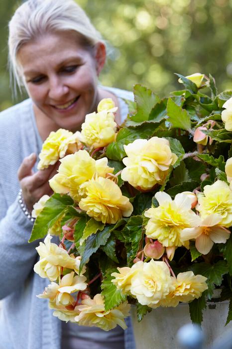 Wholesale Begonia Odorata 'Sunny Dream' (Ships in Spring) - Begonia | A.D.R. Bulbs
