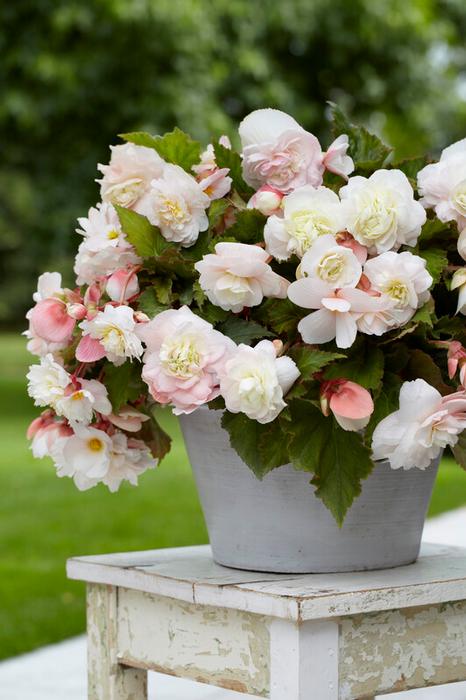 Wholesale Begonia Odorata 'Angelique' (Ships in Spring) - Begonia | A.D.R. Bulbs