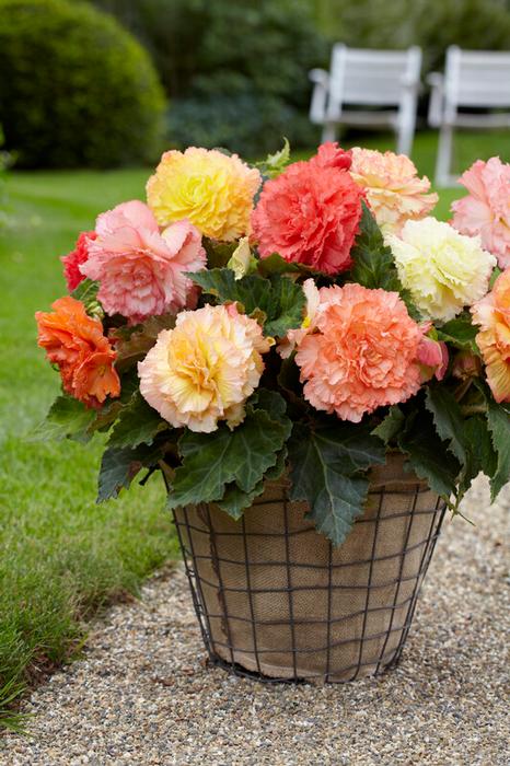 Wholesale Begonia Samba 'Mix' (Ships in Spring) - Begonia | A.D.R. Bulbs