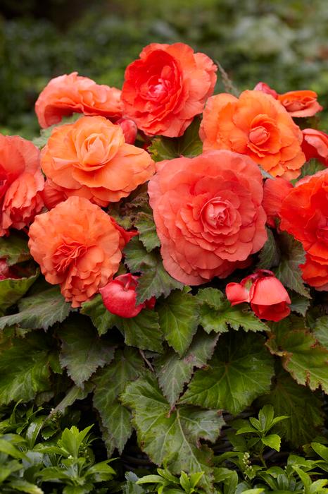 Wholesale Begonia Superba 'Salmon' (Ships in Spring) - Begonia | A.D.R. Bulbs