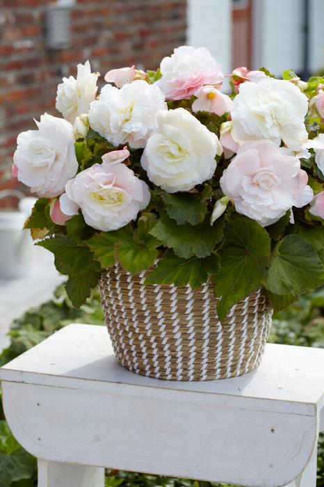 Wholesale Begonia Superba 'White' (Ships in Spring) - Begonia | A.D.R. Bulbs