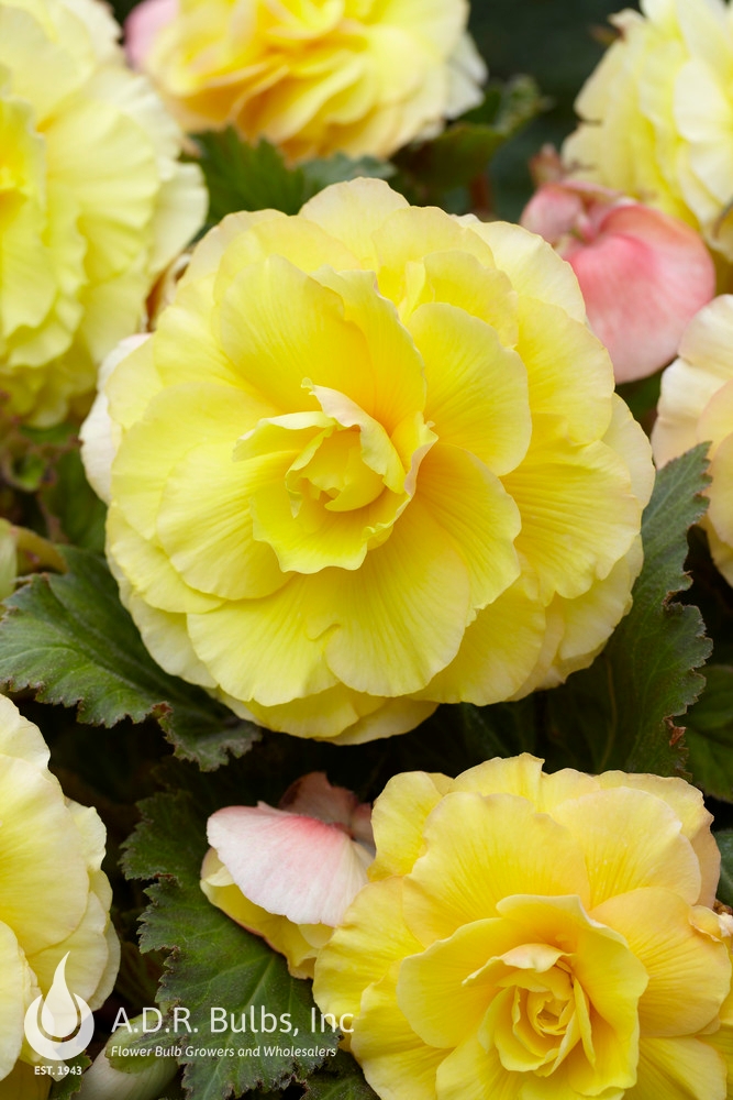 Wholesale Begonia Superba 'Yellow' (Ships in Spring) - Begonia | A.D.R. Bulbs