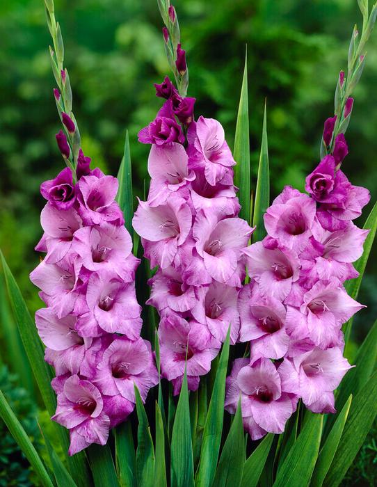 Wholesale Gladiolus Large Flowering 'Alpha' (Ships in Spring) - Gladiolus | A.D.R. Bulbs