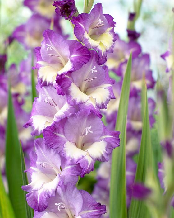 Wholesale Gladiolus Large Flowering 'Anouk' (Ships in Spring) - Gladiolus | A.D.R. Bulbs