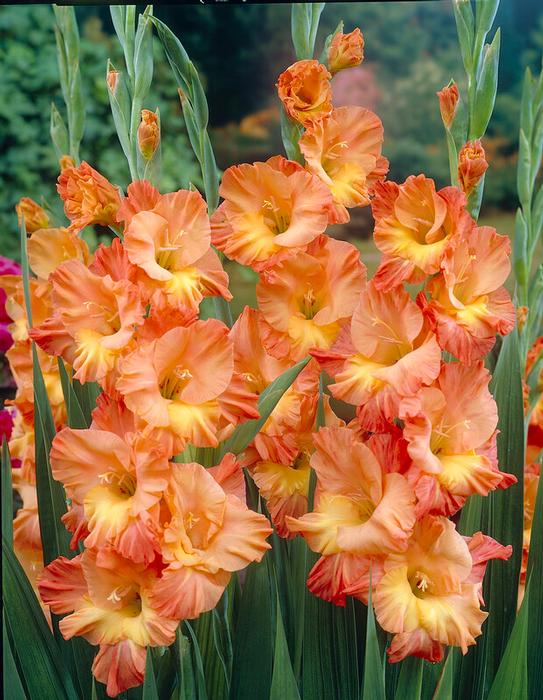 Wholesale Gladiolus Large Flowering 'Conca d'Oro' (Ships in Spring) - Gladiolus | A.D.R. Bulbs