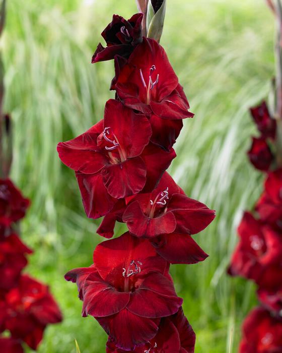 Wholesale Gladiolus Large Flowering 'First Blood' (Ships in Spring) - Gladiolus | A.D.R. Bulbs