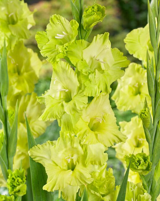Wholesale Gladiolus Large Flowering 'Green Star' (Ships in Spring) - Gladiolus | A.D.R. Bulbs