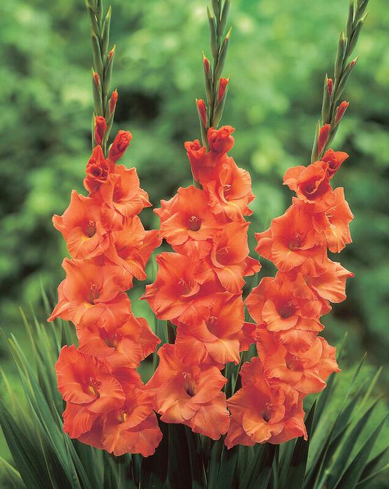 Wholesale Gladiolus Large Flowering 'Pisa' (Ships in Spring) - Gladiolus | A.D.R. Bulbs