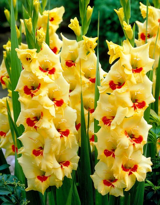 Wholesale Gladiolus Large Flowering 'Platini' (Ships in Spring) - Gladiolus | A.D.R. Bulbs