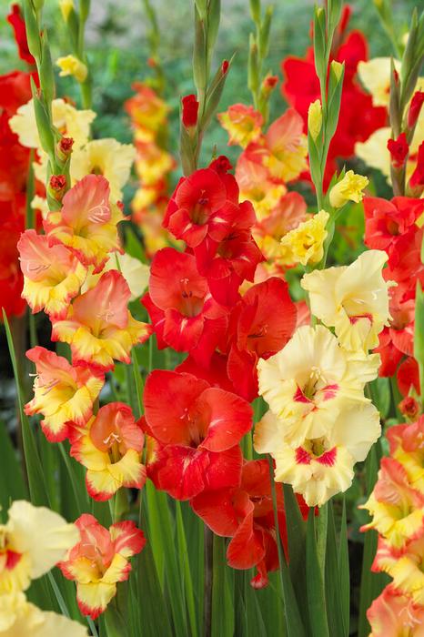 Wholesale Gladiolus Large Flowering 'Hot n' Spicy Mixture' (Ships in Spring) - Gladiolus | A.D.R. Bulbs