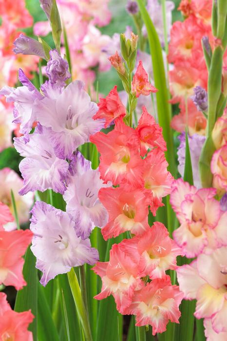Wholesale Gladiolus Large Flowering 'Peaches n' Cream Mixture' (Ships in Spring) - Gladiolus | A.D.R. Bulbs