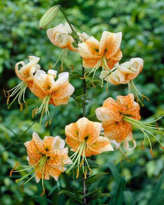 Wholesale Lilium Martagon 'Lady Alice' (Ships in Spring) - Lily | A.D.R. Bulbs