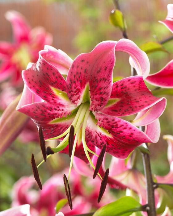 Wholesale Lilium Martagon 'Miss Feya' (Ships in Spring) - Lily | A.D.R. Bulbs