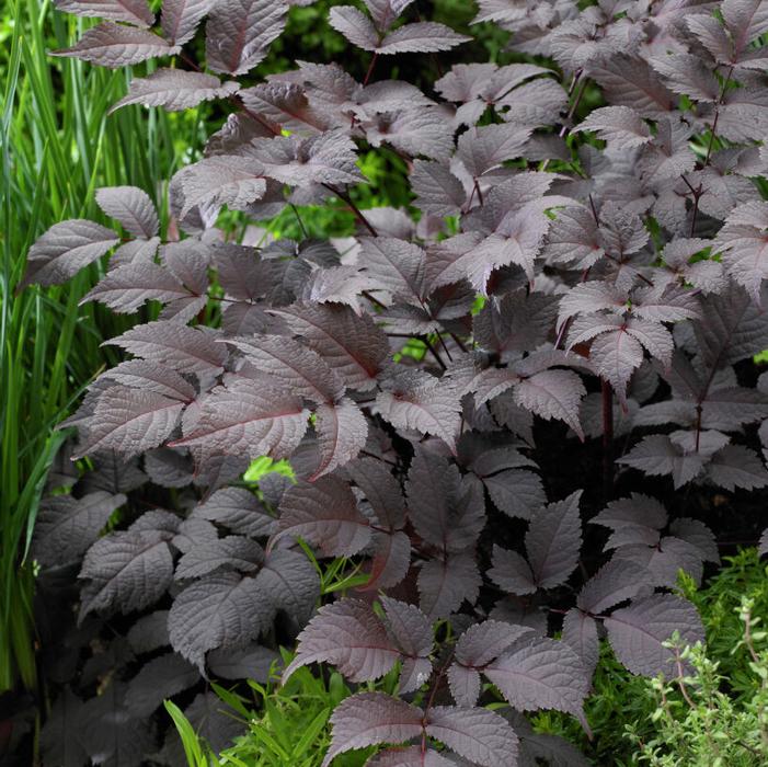 Wholesale Astilbe Chocolate Shogun (Ships in Spring) - Astilbe | A.D.R. Bulbs