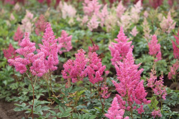 Wholesale Astilbe Rhineland (Ships in Spring) - Astilbe | A.D.R. Bulbs