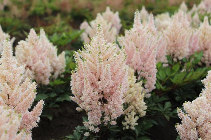 Wholesale Astilbe Younique 'Salmon' (Ships in Spring) - Astilbe | A.D.R. Bulbs