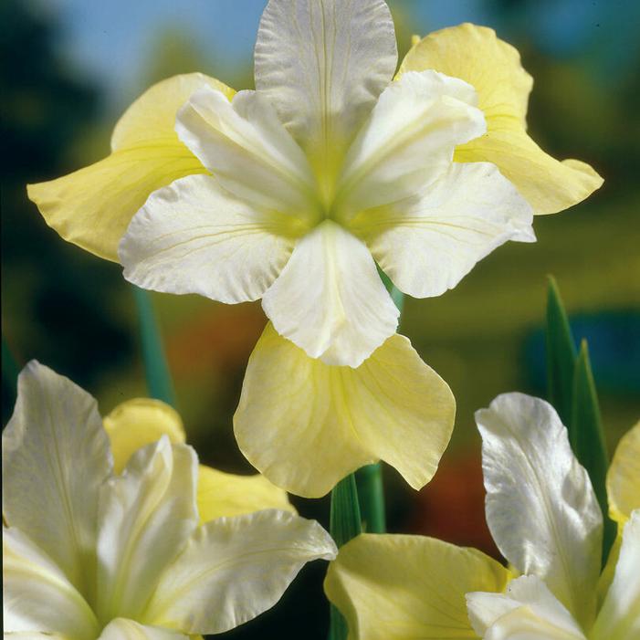 Wholesale Iris Sibirica Butter and Sugar (Ships in Spring) - Siberian Iris | A.D.R. Bulbs