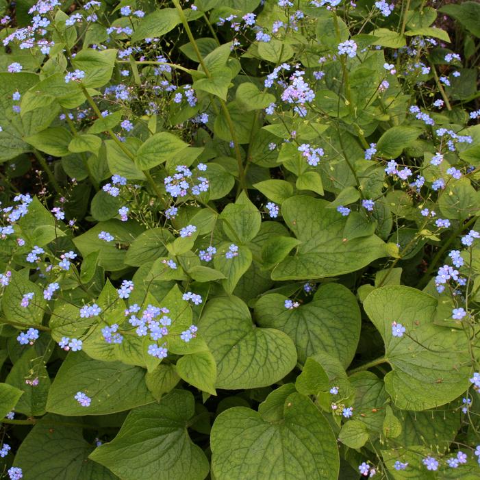 Wholesale Brunnera Macrophylla (Ships in Spring) - Heartleaf Alkanet | A.D.R. Bulbs