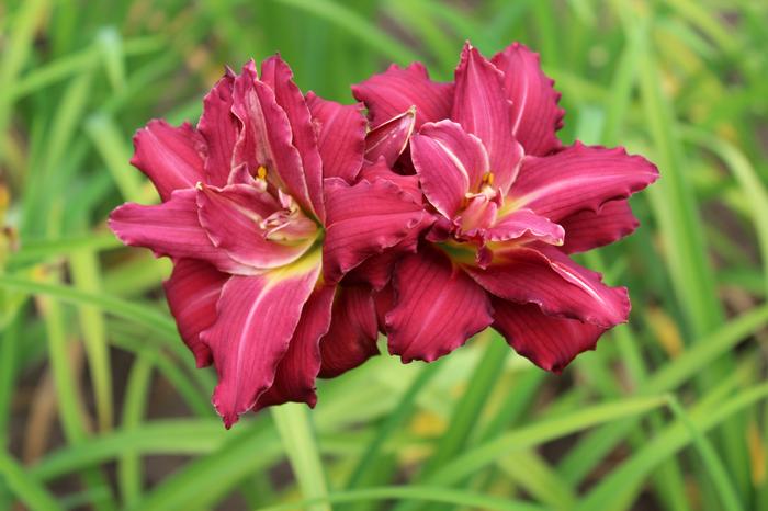 Wholesale Hemerocallis Compact Rebloomer 'Double Pardon Me' (Ships in Spring) - Daylily | A.D.R. Bulbs