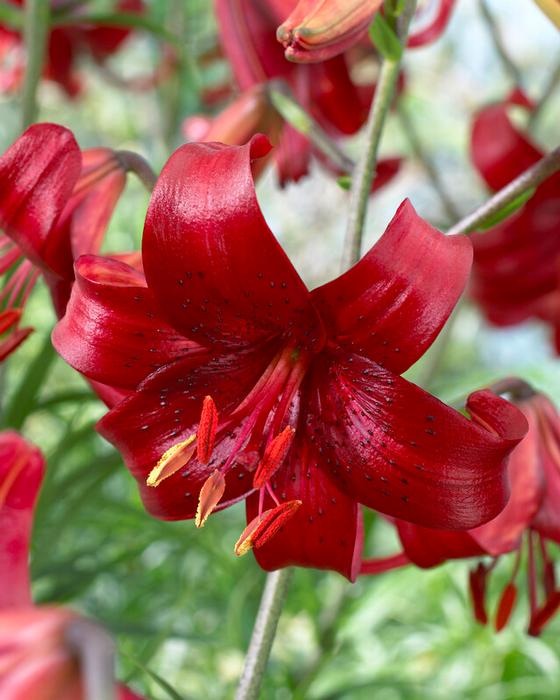 Velvet Lily