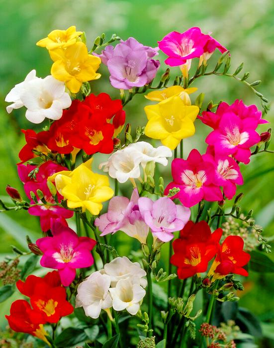 Wholesale Freesia Single Mixture (Ships in Spring) - Freesia | A.D.R. Bulbs