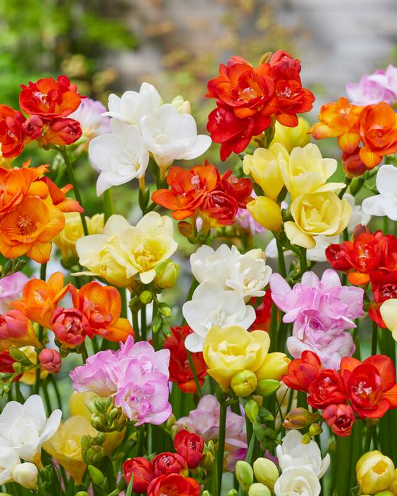 Wholesale Freesia Double Mixture (Ships in Spring) - Freesia | A.D.R. Bulbs