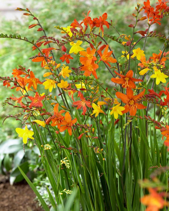 Wholesale Crocosmia Mixture (Ships in Spring) - Crocosmia | A.D.R. Bulbs