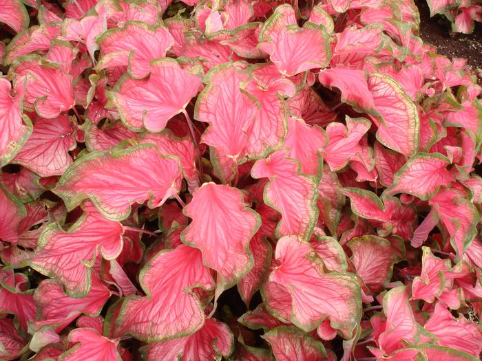 Wholesale Caladium Strap Leaf 'Sizzle' (Ships in Spring) - Caladium | A.D.R. Bulbs