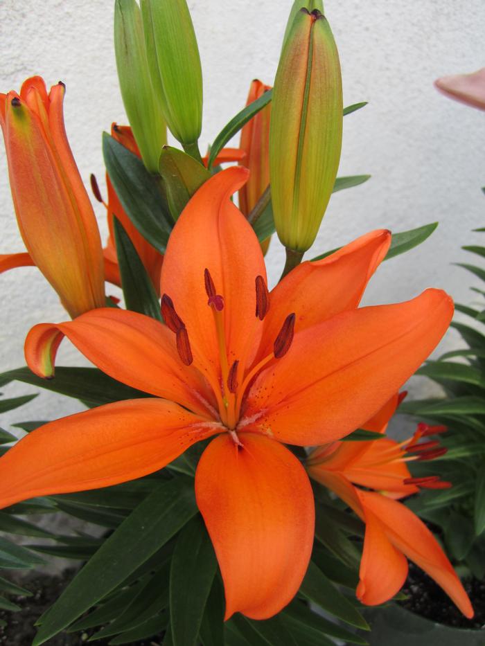 Lilium Asiatic 'Matrix Orange' (Ships in Spring) Lily from ADR Bulbs