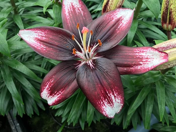 Lilium Asiatic 'Panda Joy' (Ships in Spring) Lily from ADR Bulbs