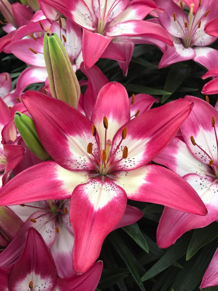 Lilium Asiatic 'Perfect Joy' (Ships in Spring) Lily from ADR Bulbs