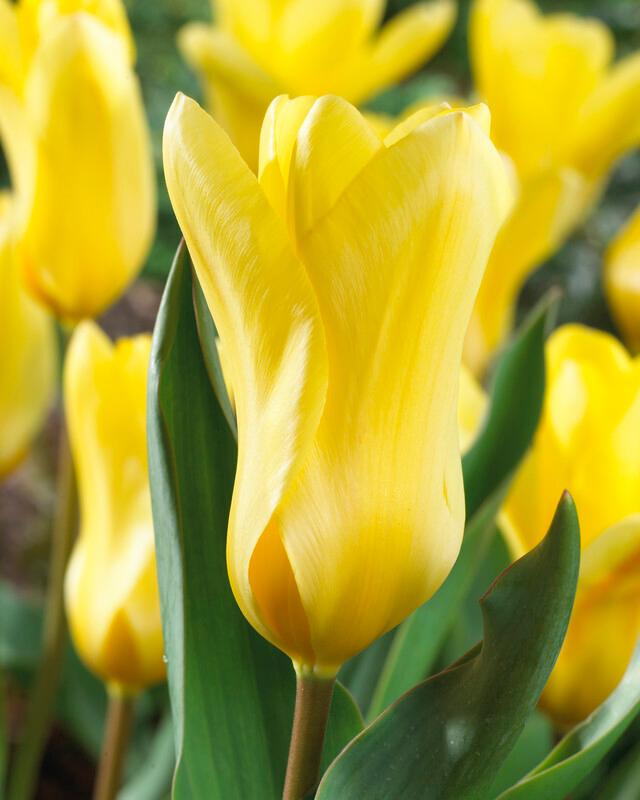 Wholesale Tulipa Emperor 'Golden Emperor' - Tulip | A.D.R. Bulbs