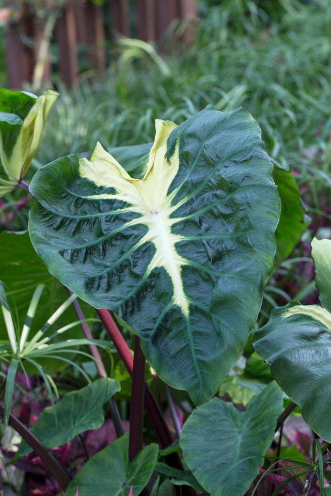 Wholesale Colocasia Esculenta 'White Lava' (Ships in Spring) - Elephant Ear | A.D.R. Bulbs