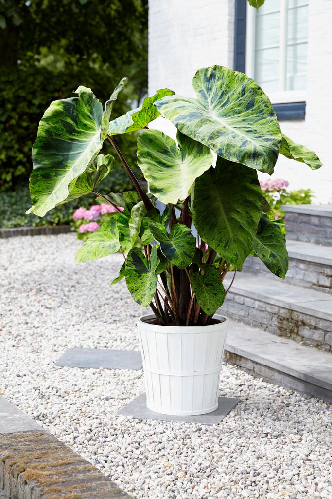 Wholesale Colocasia Esculenta 'Mojito' (Ships in Spring) - Elephant Ear | A.D.R. Bulbs