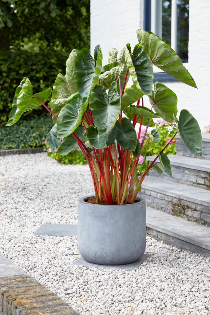 Wholesale Colocasia Esculenta 'Hawaiian Punch' (Ships in Spring) - Elephant Ear | A.D.R. Bulbs