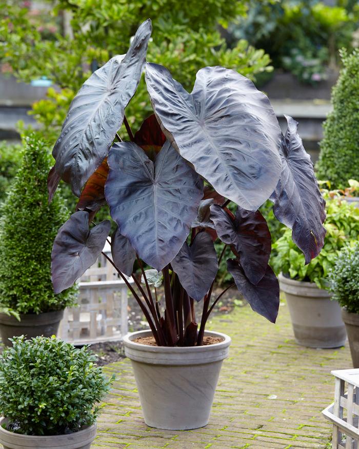 Wholesale Colocasia Esculenta 'Diamond Head' (Ships in Spring) - Elephant Ear | A.D.R. Bulbs