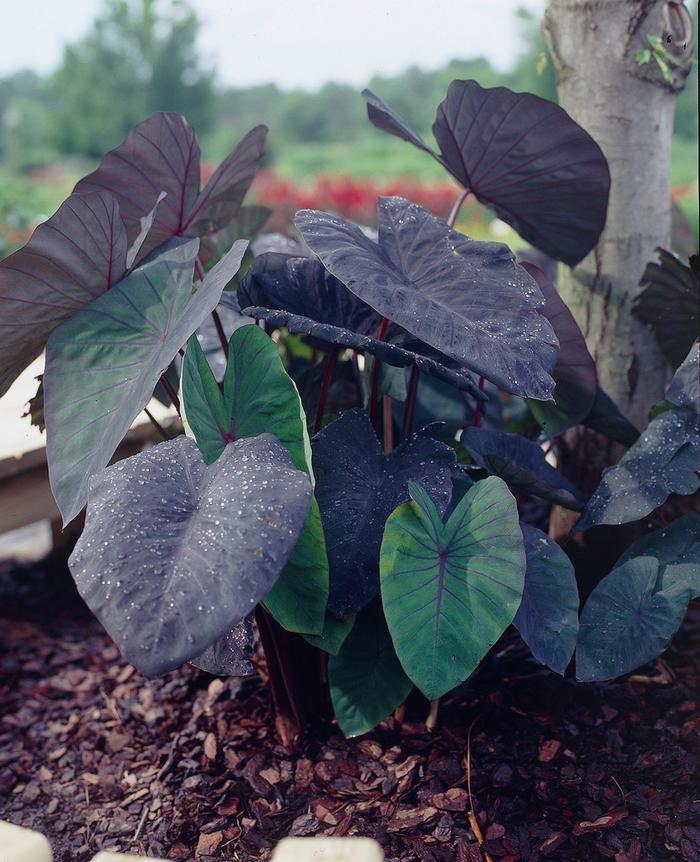 Colocasia Esculenta 'Black Magic' (Ships in Spring) - Elephant Ear from ADR Bulbs