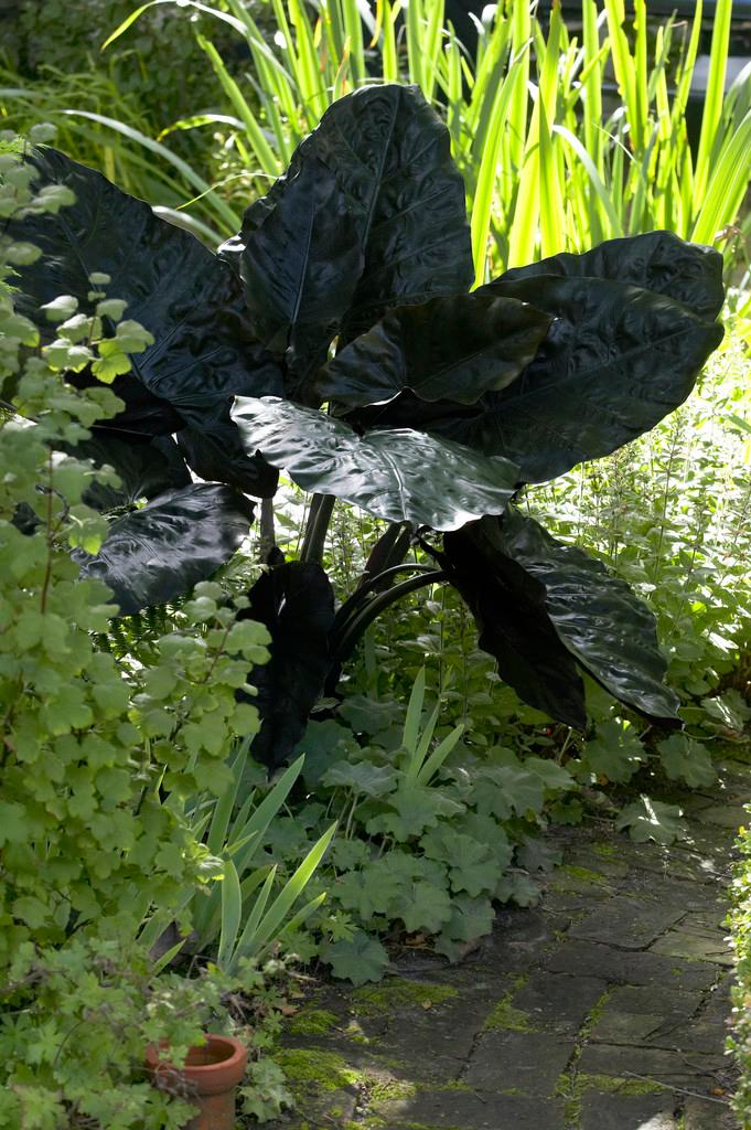 Wholesale Alocasia Upright 'Plumbea Nigra' (Ships in Spring) - Elephant Ear | A.D.R. Bulbs