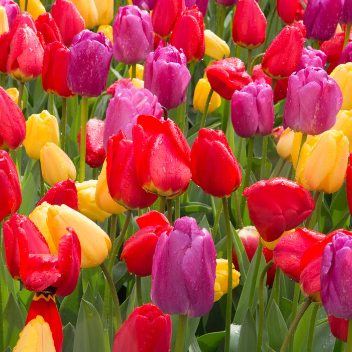 Wholesale Tulipa Triumph 'Mondriaan Mix' - Tulip | A.D.R. Bulbs