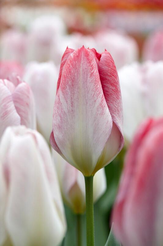 Wholesale Tulipa Emperor 'Flaming Emperor' - Tulip | A.D.R. Bulbs