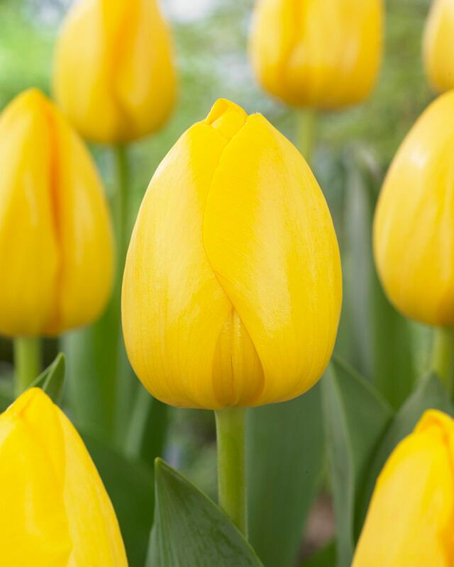Wholesale Tulipa Darwin Hybrid 'Novi Sun' - Tulip | A.D.R. Bulbs