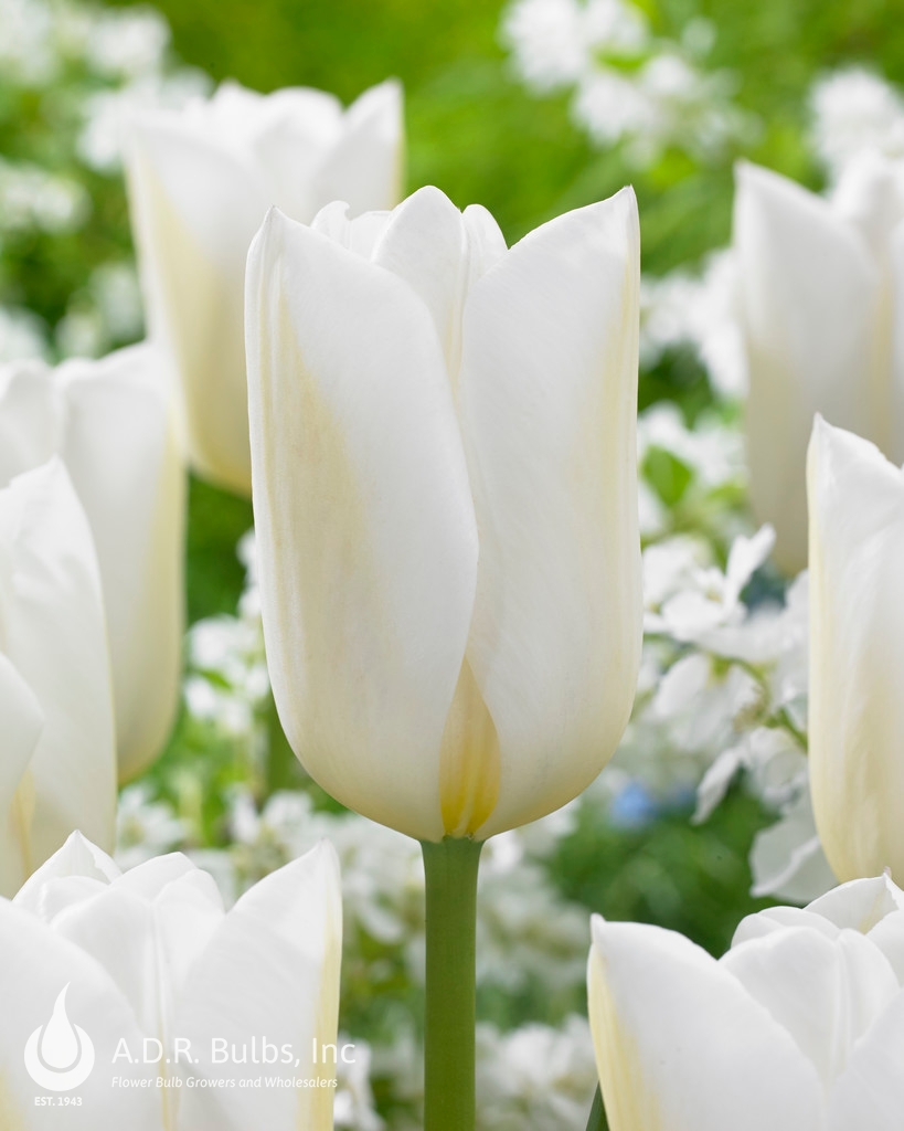 Wholesale Tulipa Darwin Hybrid 'Wedding Dress' - *Ruigrok Exclusive* | A.D.R. Bulbs