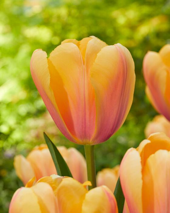 Wholesale Tulipa Darwin Hybrid 'Blushing Impression' - Tulip | A.D.R. Bulbs