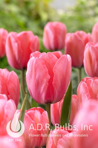 Wholesale Tulipa Darwin Hybrid 'Design Impression' - Tulip | A.D.R. Bulbs