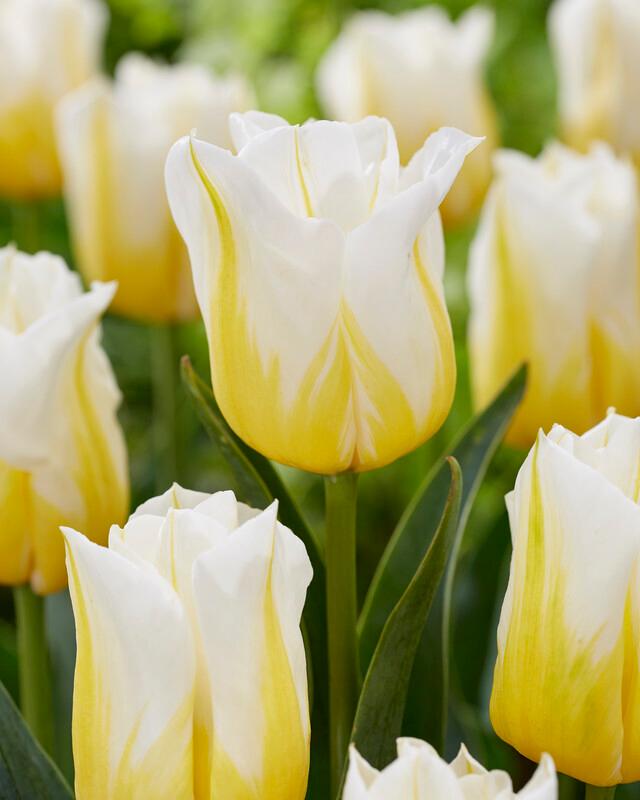 Wholesale Tulipa Triumph 'Flaming Agrass' - Tulip | A.D.R. Bulbs