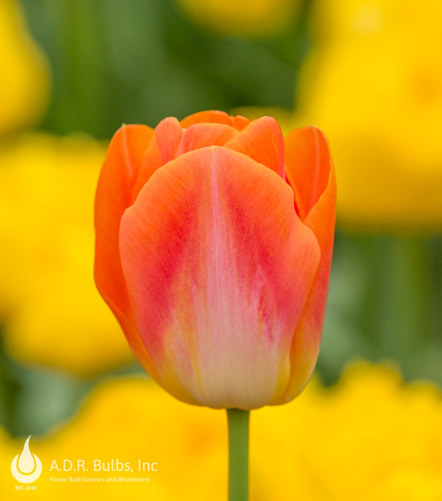 Wholesale Tulipa Triumph 'Sunrise Dynasty' - Tulip | A.D.R. Bulbs