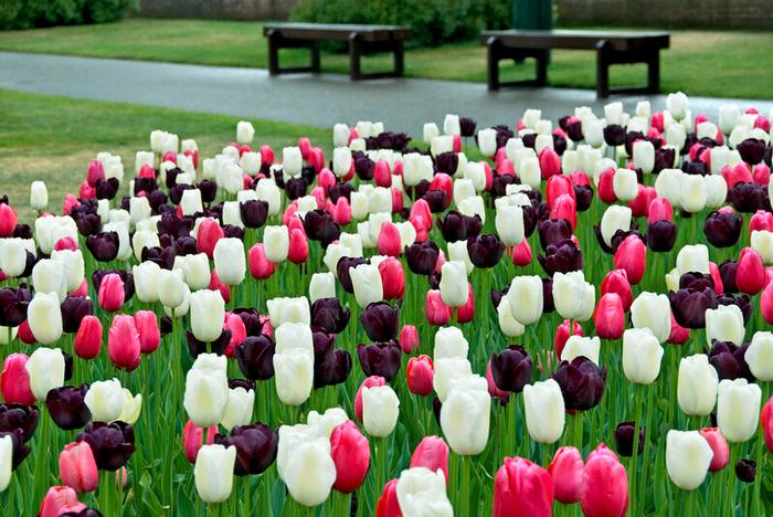 Wholesale Tulipa Single Late 'Black & White Cookie Mix' - Tulip | A.D.R. Bulbs