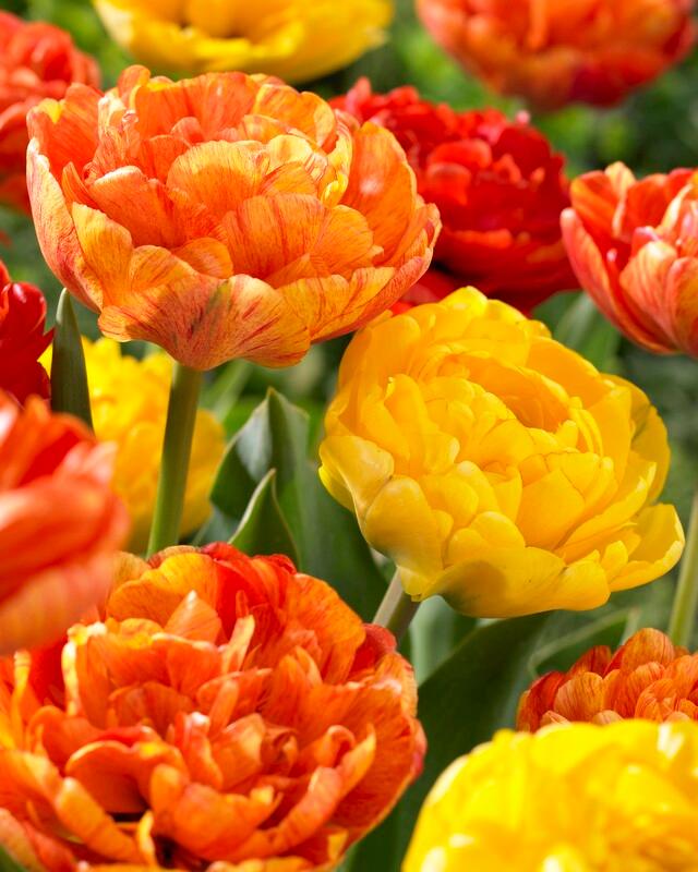 Wholesale Tulipa Double Late 'Spring Joy Mix' - Tulip | A.D.R. Bulbs