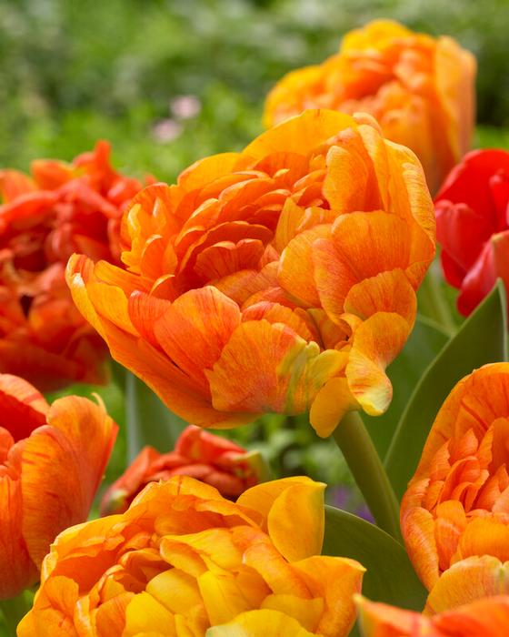 Wholesale Tulipa Double Late 'Sun Lover' - Tulip | A.D.R. Bulbs